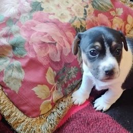 Brownie - Tri-color male Jack Russell Terrier puppy in London, Kentucky from Whitehouse Jack Russells