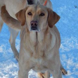 Labrador Retriever adult dog