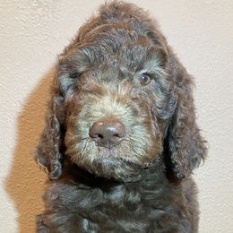 Dunder - Chocolate Goldendoodle puppy in Oak Glen, California from Oak Glen Family Doodles