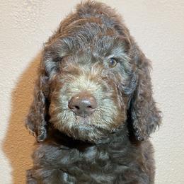 Dunder - Chocolate Goldendoodle puppy in Oak Glen, California from Oak Glen Family Doodles