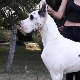 Atom - Great Dane