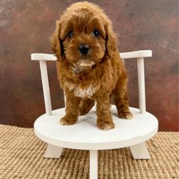 Dolly - Red female Cockapoo puppy in Beresford, South Dakota from DAKOTA DOOD RANCH