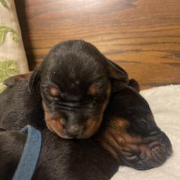 Everett - Black and rust male Doberman Pinscher puppy in Boyd, Texas from Team Feem Breeders