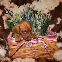Dachshund Puppies from The Mini Weenies
