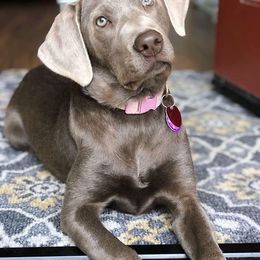 Dilute Retriever Puppies from Silver Bullet Labradors