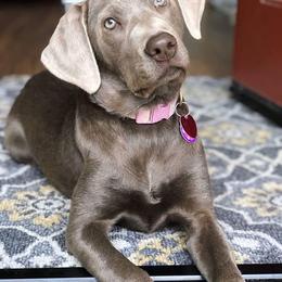 Dilute Retriever Puppies from Silver Bullet Labradors