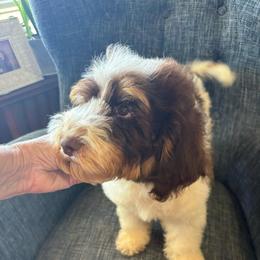 Boy 2 - Brown and white male Bernedoodle puppy in Arabi, Georgia from Huckadoodle Farm