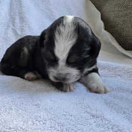 Penelope - Black tri female Miniature Australian Shepherd puppy in Gunnison, Colorado from McMillan Aussies