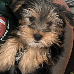 Bobby V - Black and tan male Yorkshire Terrier puppy in Beavercreek, Ohio from The Yorkie Den, LLC