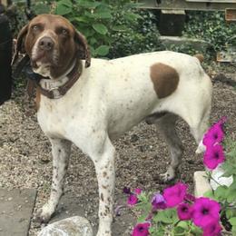 German Shorthaired Pointers from Kevin Funkhouser Kennel