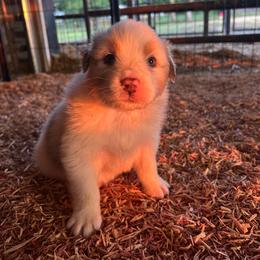 Top Draft Mr Eskimo Joe - Blue merle male Australian Shepherd puppy in Washington, Oklahoma from Top Draft Genetics