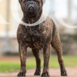 Bullmastiff Puppies from Amulet Bullmastiffs