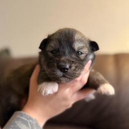 Orange - Sable and white male Siberian Husky puppy in Virginia Beach, Virginia from Fly Siberian