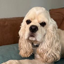 Otis - Cocker Spaniel