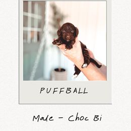 Puffball - Brown and white male Bernedoodle puppy in Jackson, Missouri from Pincksten Family Doodles