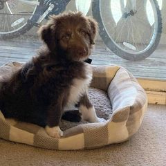 "Anakin (Patriot from the Patriotic litter)" Bordoodle Puppies from Brisby Bordoodles