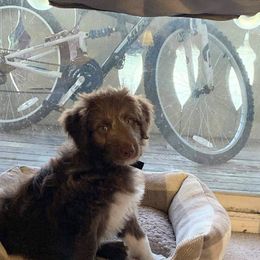 "Anakin (Patriot from the Patriotic litter)" Bordoodle Puppies from Brisby Bordoodles