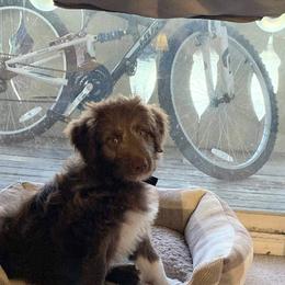 "Anakin (Patriot from the Patriotic litter)" Bordoodle Puppies from Brisby Bordoodles