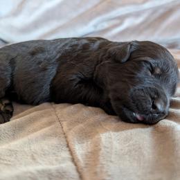 AKC Thora - Black female Giant Schnauzer puppy in Tombstone, Arizona from Vanguard Giants