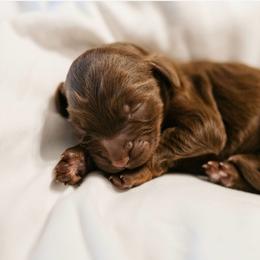Banshee - Chocolate male Cavapoo puppy in Blanchard, Oklahoma from Curly Q Cavapoos