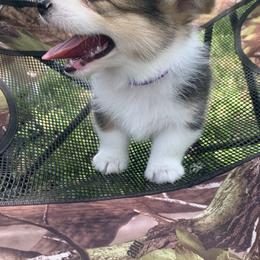 ""Lefty" " Pembroke Welsh Corgi Puppies from Country Tyme Corgis