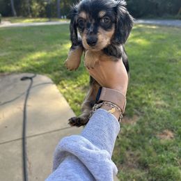 Eagle - Dapple female Dachshund puppy in Rusk, Texas from S&C Doxies