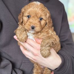 Sweet girl - Apricot female Cavapoo puppy in Yacolt, Washington from Olga's Cavapoo