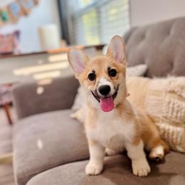 Lulu's Pink Girl - Red female Pembroke Welsh Corgi puppy in Vilonia, Arkansas from Lucky Pups Corgis