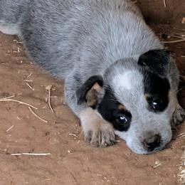 Australian Cattle Dogs and Shih Tzus from Karen Elliott