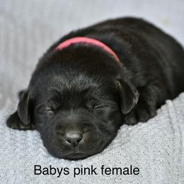 Pink female - Black female Labrador Retriever puppy in Mississippi from Sure Shot English Labs