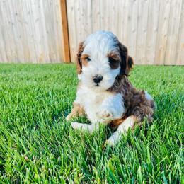 Princess Peach - Sable female Bernedoodle puppy in Sandy, Oregon from MC Doodles