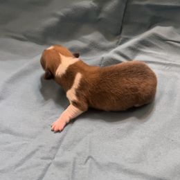 Unnamed - Red female Pembroke Welsh Corgi puppy in Moundville, Alabama from Cartee Corgis - Debi Cartee Mills
