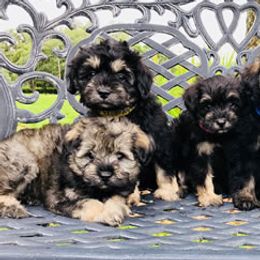 Goldendoodles and Schnoodles from Moss Creek Goldendoodles