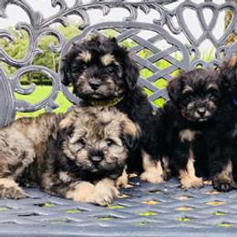 Goldendoodles and Schnoodles from Moss Creek Goldendoodles