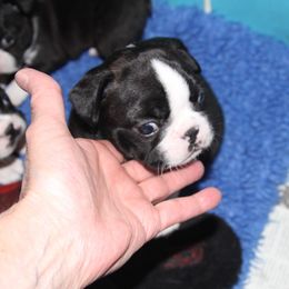 Boston Terrier Puppies from J-Orin