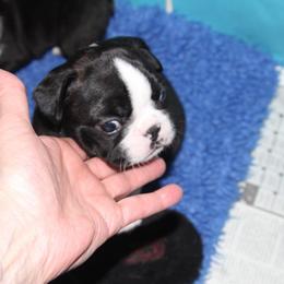 Boston Terrier Puppies from J-Orin