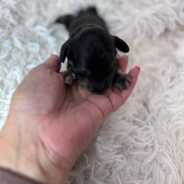 Twix - Cream Brindle - Brindle male Dachshund puppy in Little Elm, Texas from HotDachs