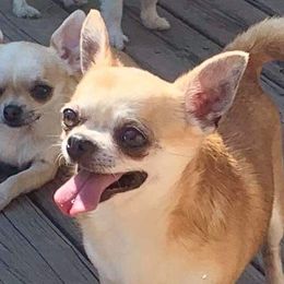 Lex  - Chihuahua