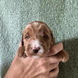 Kittie - Red  female Goldendoodle puppy in Tonopah, Arizona from DJ’s Doodles