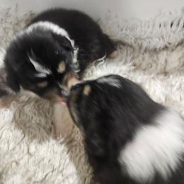 Twix - Black tri-color female Australian Shepherd puppy in Stanwood, Washington from BlueSpark Australian Shepherds