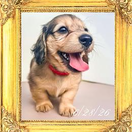 Queen Camilla - Cream female Dachshund puppy in Splendora, Texas from Ram’s Kennels