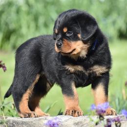 Valor - Black and mahogany male Rottweiler puppy in Catawissa, Pennsylvania from Sharp Ridge Rottweilers