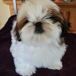 Biewer Terrier and Shih Tzu Puppies from Miralan Shih Tzu/ Biewer Terrier