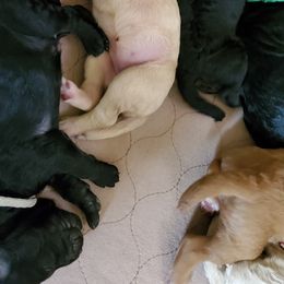 Poodle Puppies from Deborah Busch Poodles