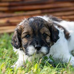 Blu - Tri-color male Cavapoo puppy in Gurdon, Arkansas from Franklin Ranch Pups