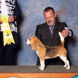 Beagles from Redd Devils
