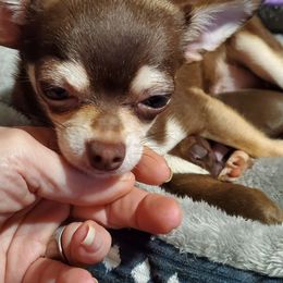 Coco - Chihuahua