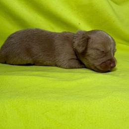 MWM2 cream or red - Cream male Dachshund puppy in Carthage, Texas from Rafter C Ranch Doxies