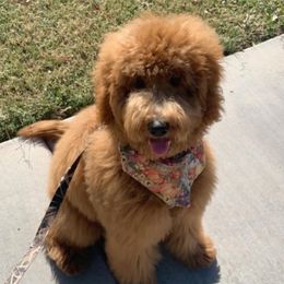 Stella - Goldendoodle