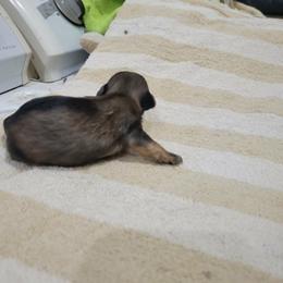 Boy 2 - Red sable male Havanese puppy in Sebeka, Minnesota from Bydand Newfoundlands & Whimsical Havanese